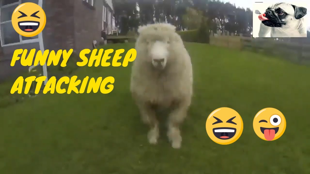 👍Funny Crazy Sheep-Goat Attacking Human Compilation Funniest Animals Videos✔️ 🐐Goat attacking people