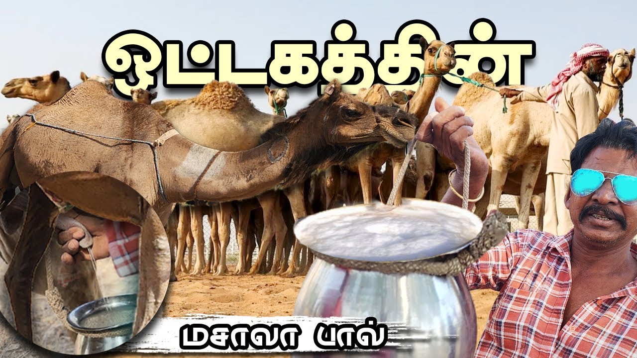 K2K -Epi-43 | ஒட்டகத்தின் மடியிலிருந்து நேரடியாக பால் கறந்து செய்த - மசாலா பால் 🐪| Fresh Camel Milk🤩