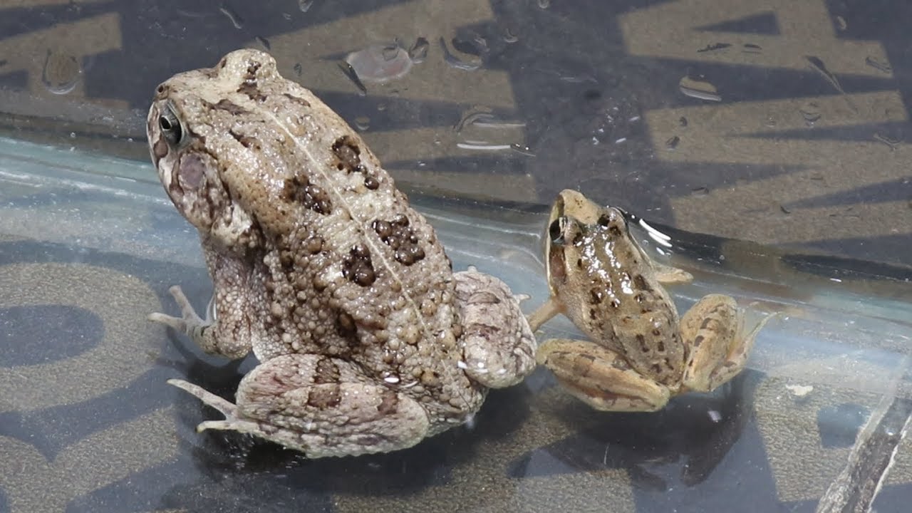 الفرق بين الضفدع والعلجوم The difference between a frog and a toadمع احمد الدكرونى