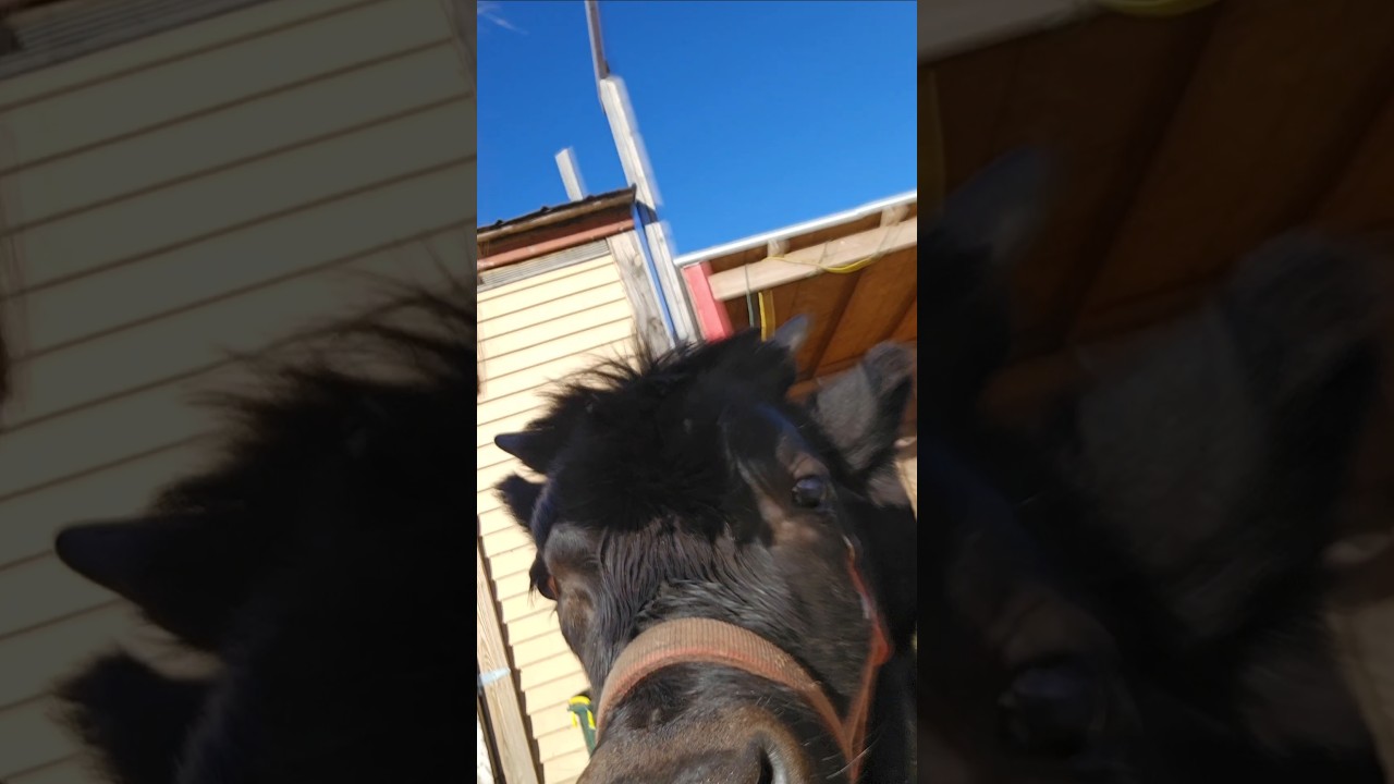 I'm brushing all her hair away before the real cold winter comes😭❄️ 