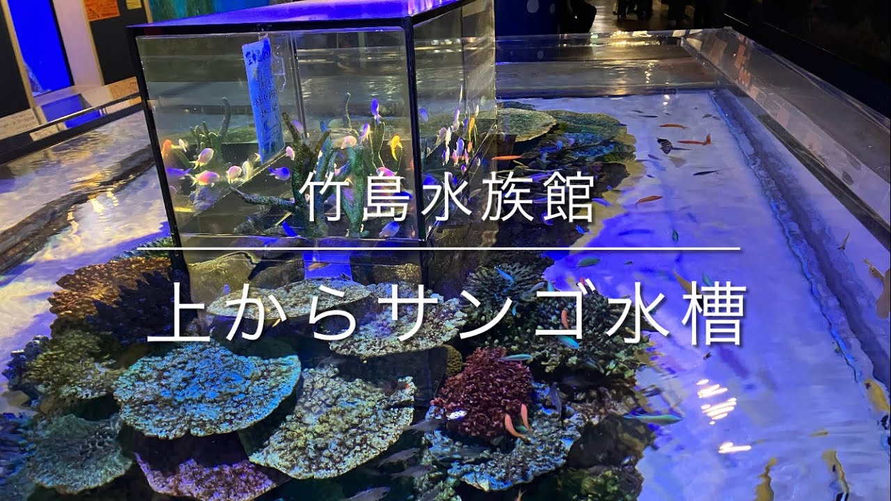 令和8年3月18日　竹島水族館　その3   上からサンゴ水槽