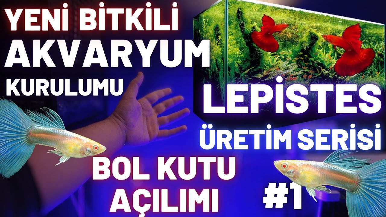 YENİ BİTKİLİ AKVARYUM KUTU AÇILIMI! - LEPİSTES ÜRETİM SERİSİ- #akvaryum #akvaryumkurulumu #lepistes
