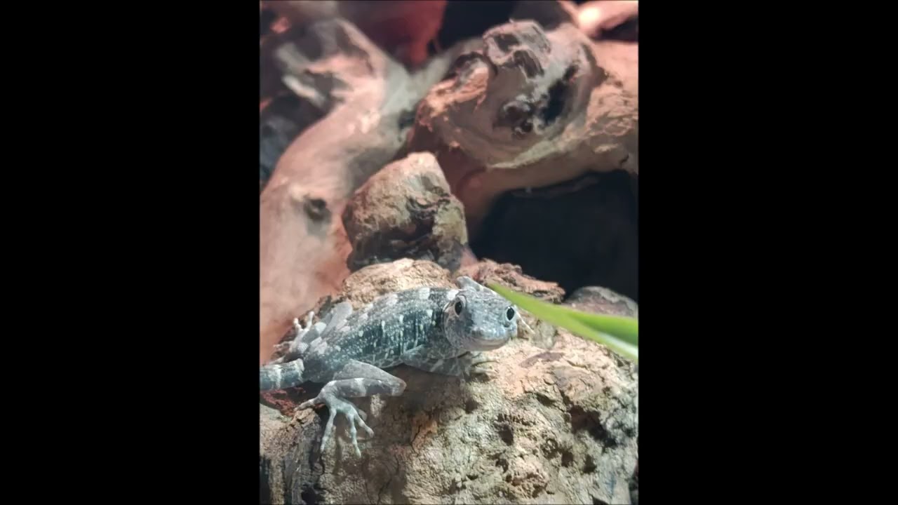 My Scorpiontail Geckos ( Pristurus Carteri Masirah Island )