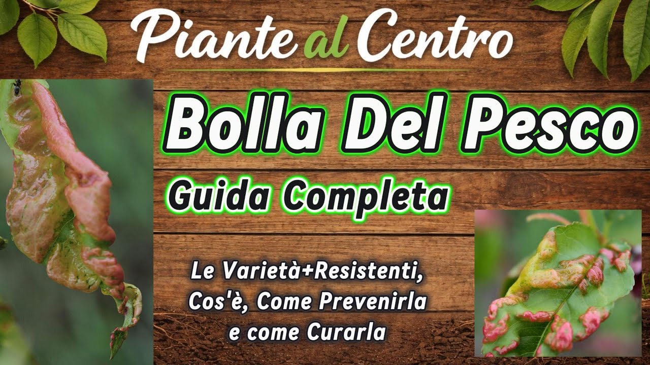Bolla del pesco: prevenzione, cura e varietà più resistenti (guida completa)