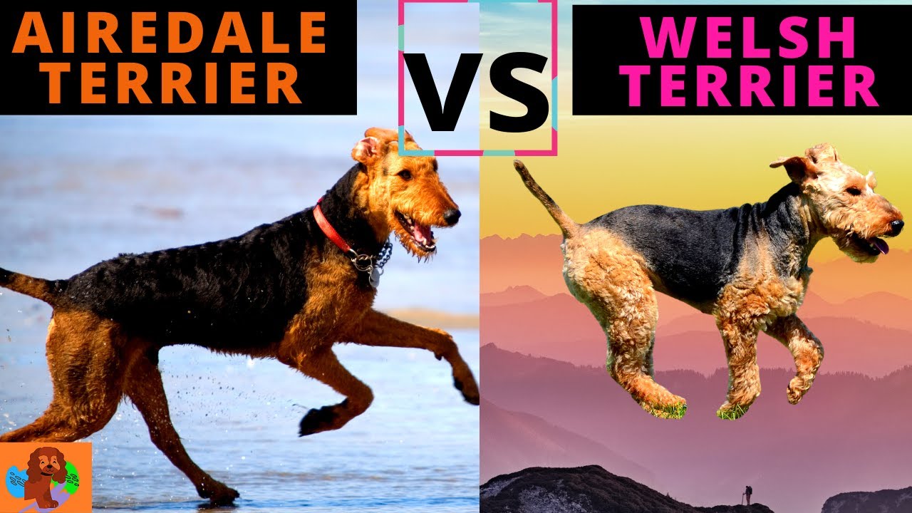 Airedale Terrier vs Welsh Terrier - Breed Comparison ( includes Characteristics, Health & Life Span)