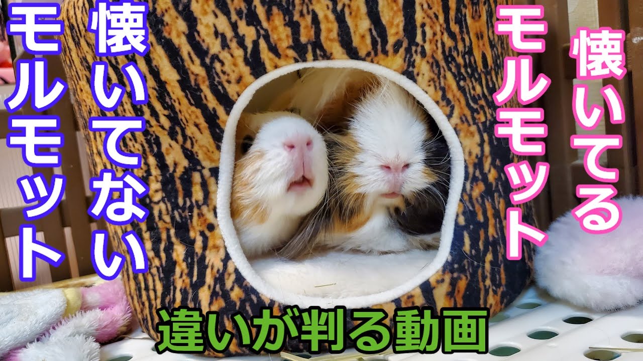【懐く】モルモットは懐くか検証してみた Guineapig