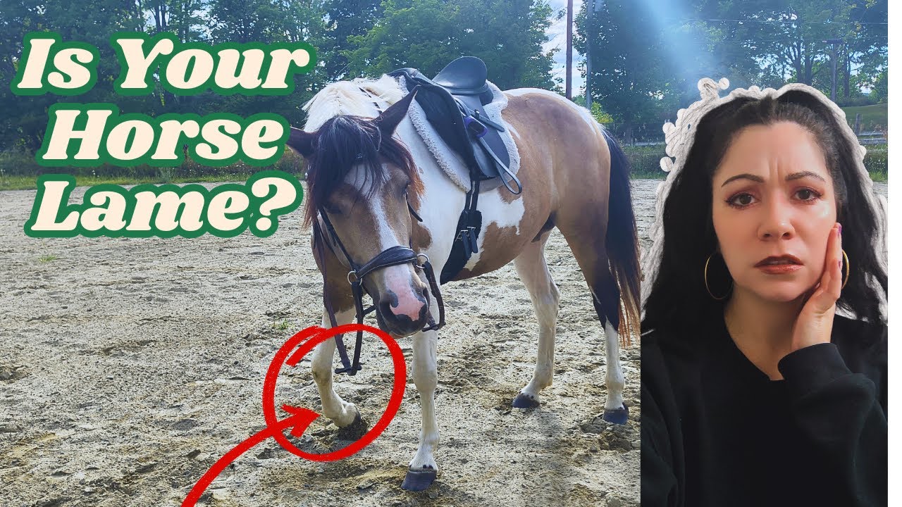 Is My Horse Lame? (Early Signs You Shouldn't Ignore)