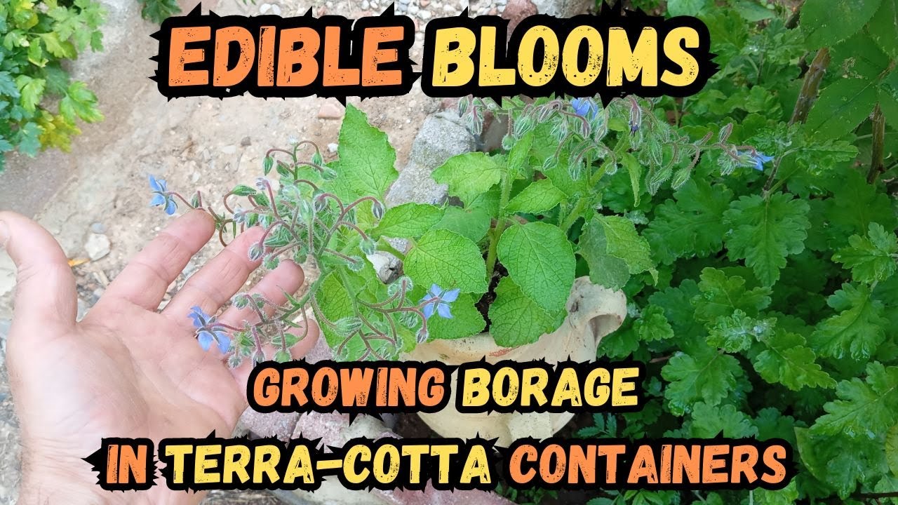 Edible Blooms: Growing Borage in Terra-Cotta Containers🍃#borage #gardening #containergardening #herb