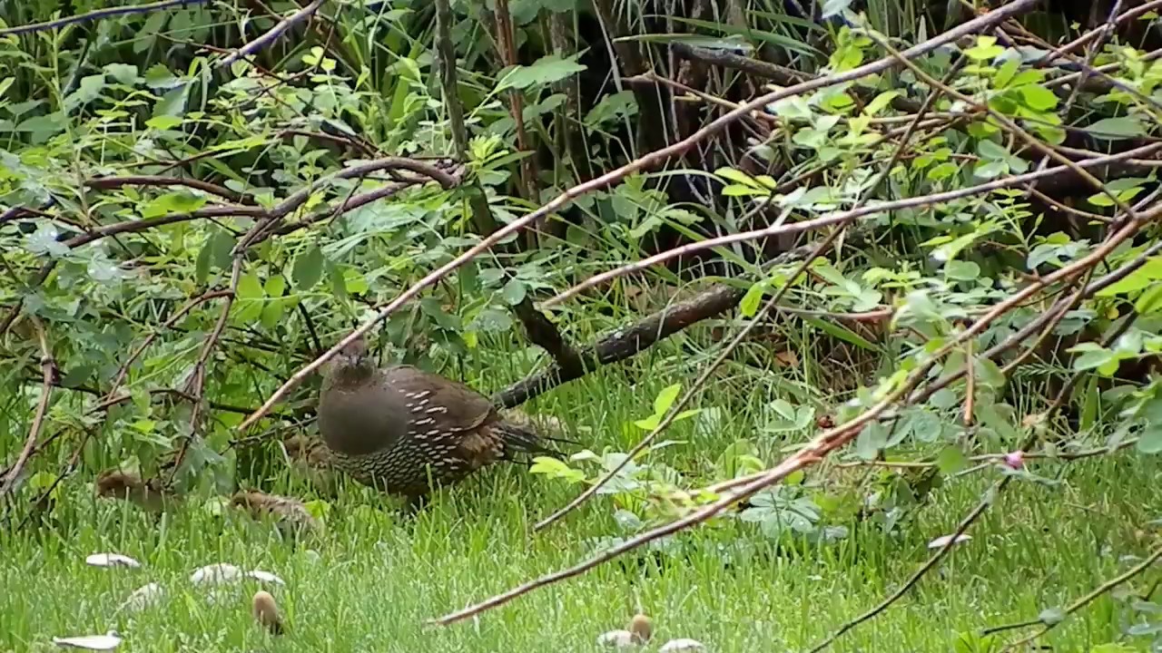 California Quail family