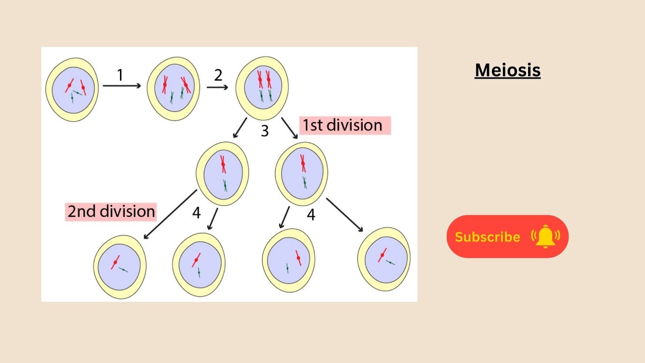 Meiosis for AQA GCSE Biology or combined science