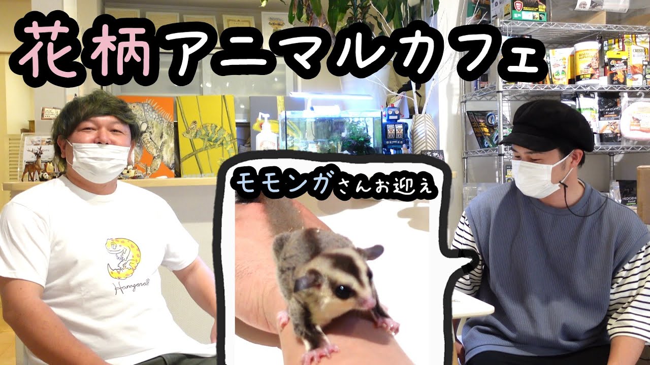 フクロモモンガをお迎えしようか迷っている人に見て欲しい動画