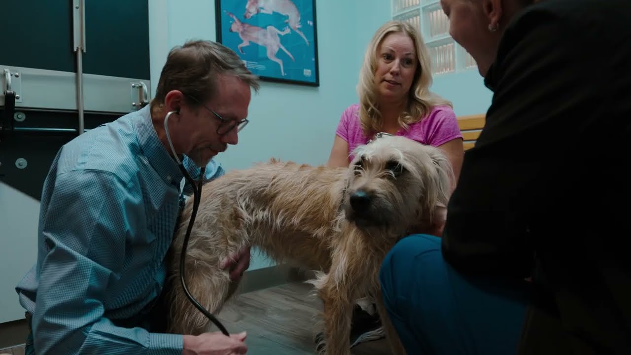 Take a Tour of Lifetime Pet Wellness Center | Columbus, OH Veterinary Clinic