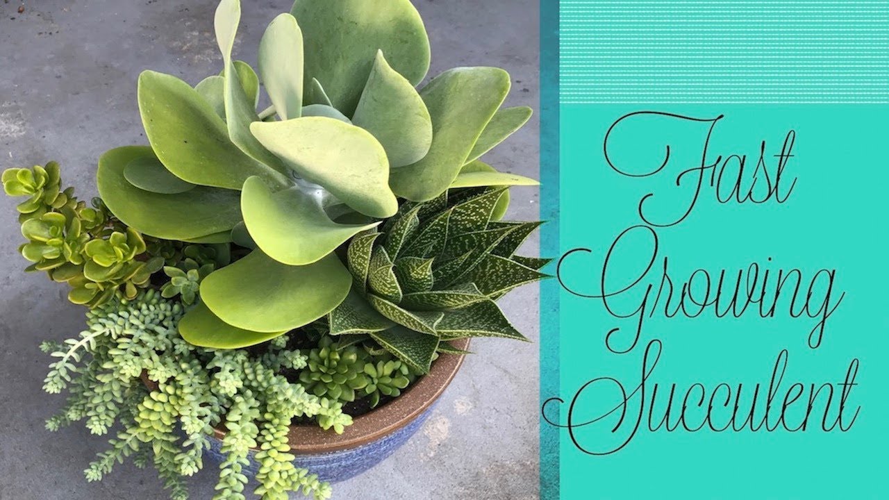 Kalanchoe Flapjack is taking over my pot !!! || A girl with a garden