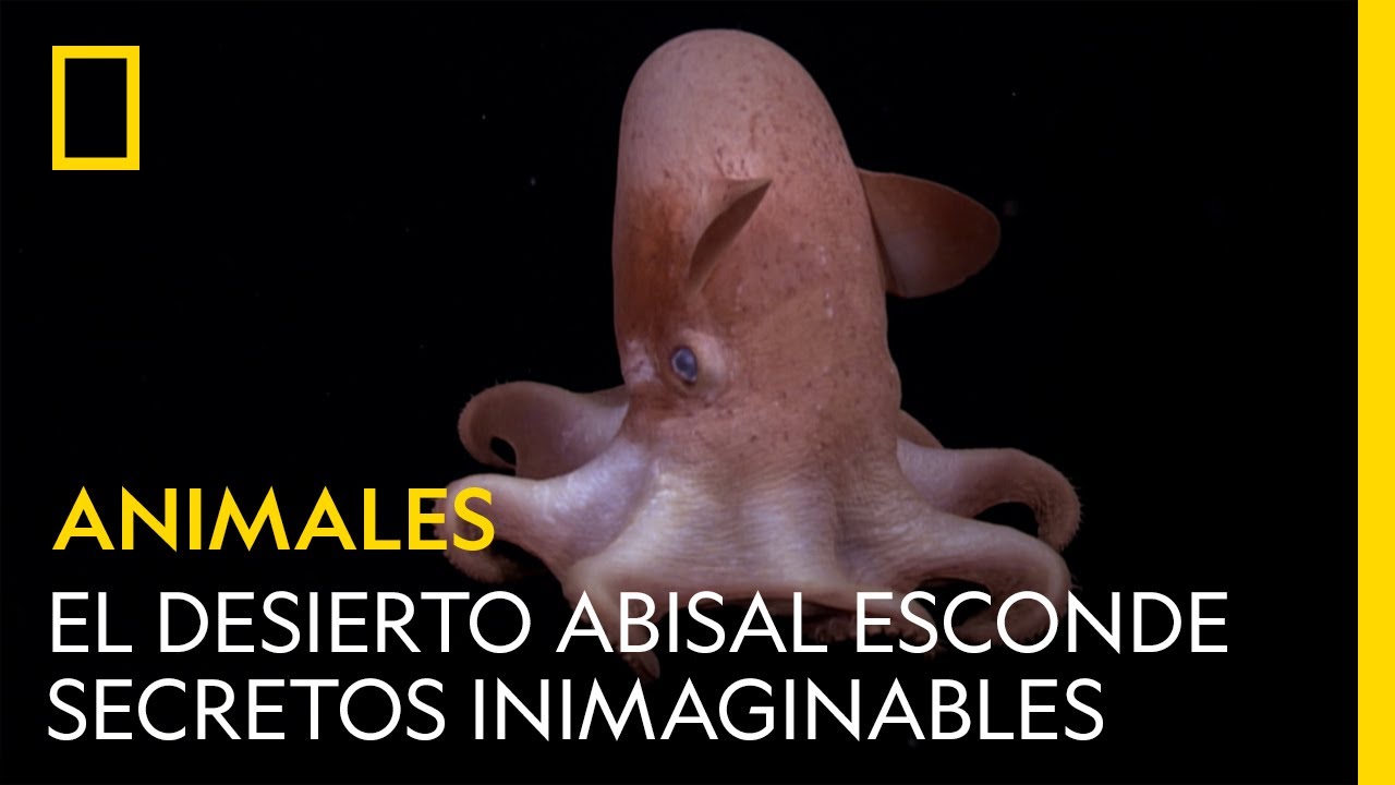 El sorprendente desierto abisal esconde secretos inimaginables | NATIONAL GEOGRAPHIC ESPA&Ntilde;A
