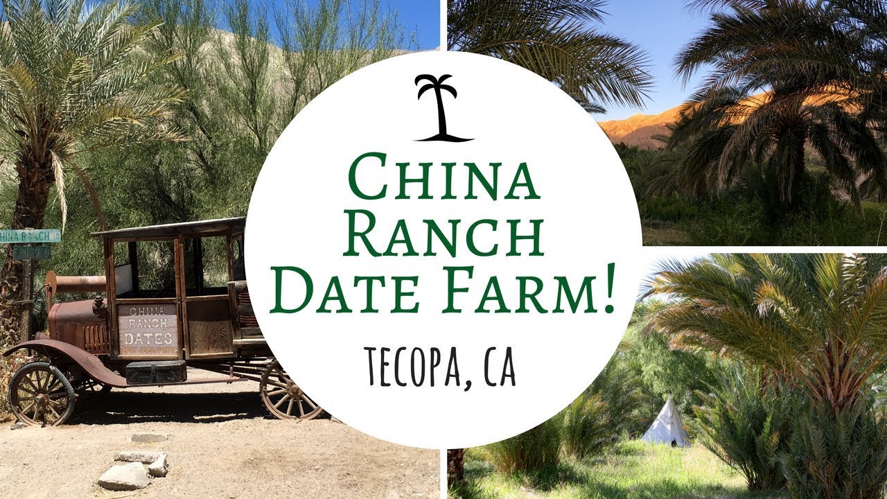 China Ranch Date Farm / Harvest Hosts Stay / Tecopa, California!