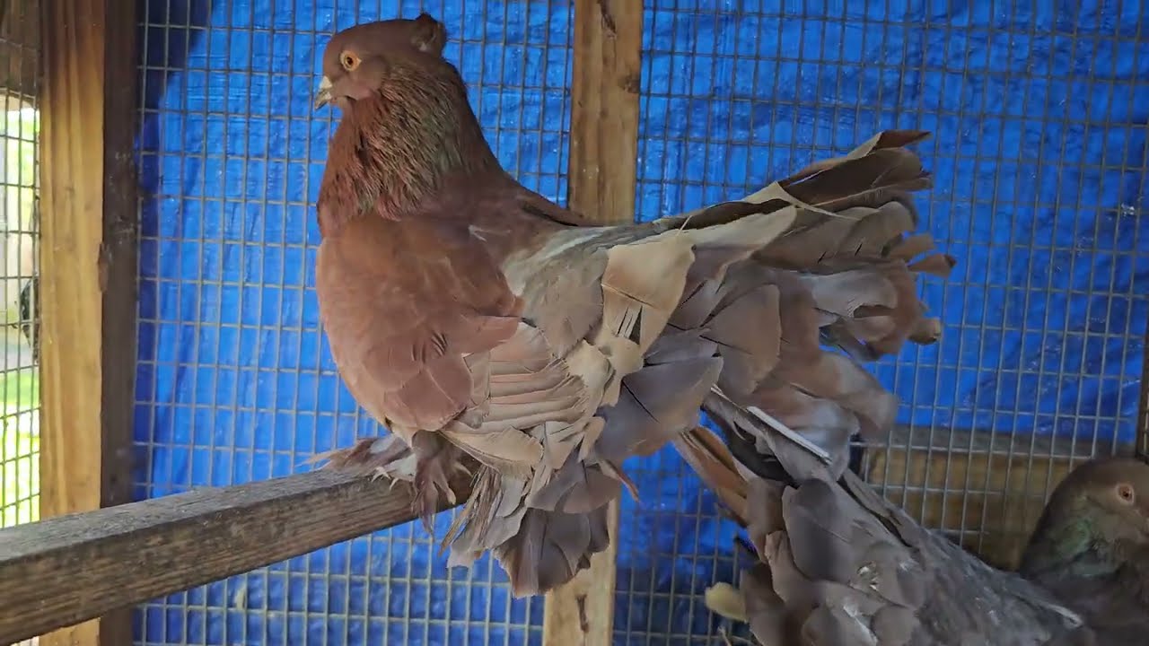 Новое обновление (у нас все еще проблемы с Интернетом) #лайк #подписка