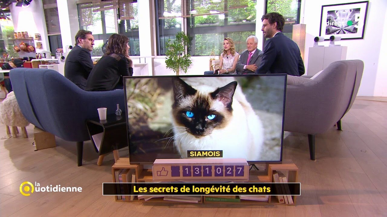 Les secrets de longévité des chats