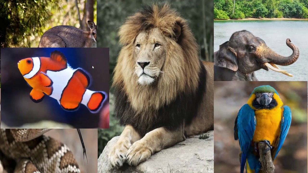 classification des animaux (1 AC) تصنيف الحيوانات