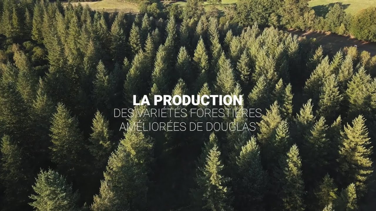 La production des variétés forestières améliorées de Douglas