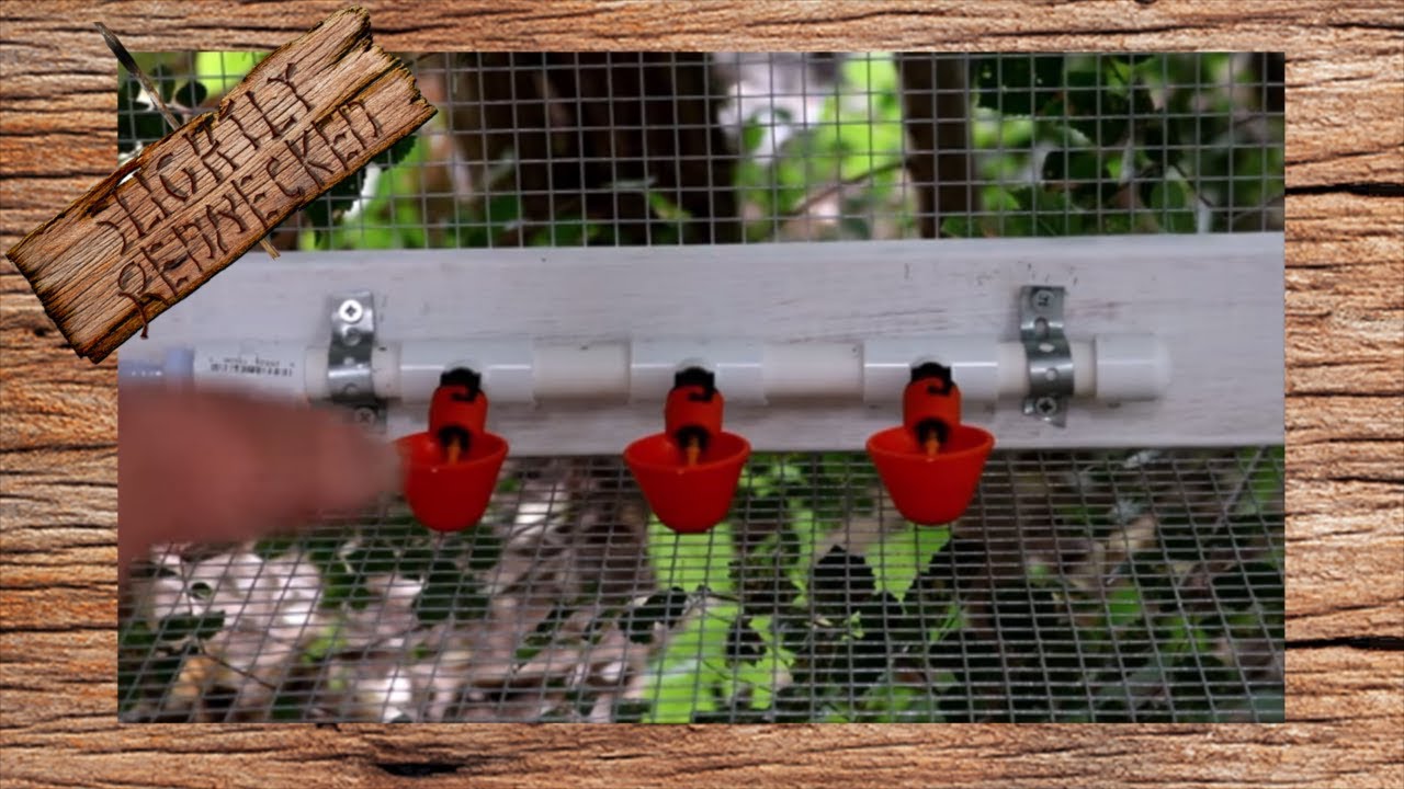 How to Build an Automatic Water System for Quail, Chickens, and Other Poultry
