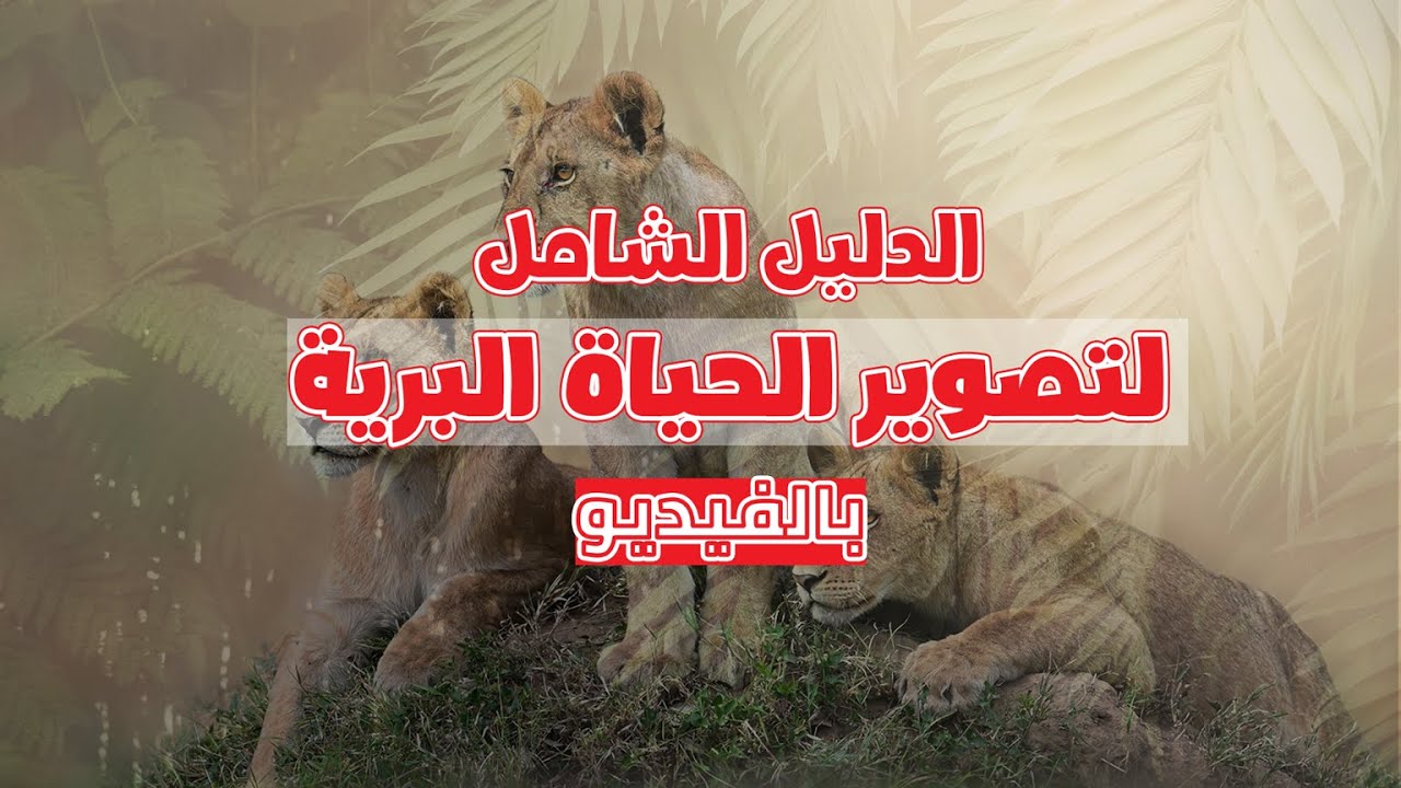 الدليل الشامل لتصوير الحياة البرية بالفيديو