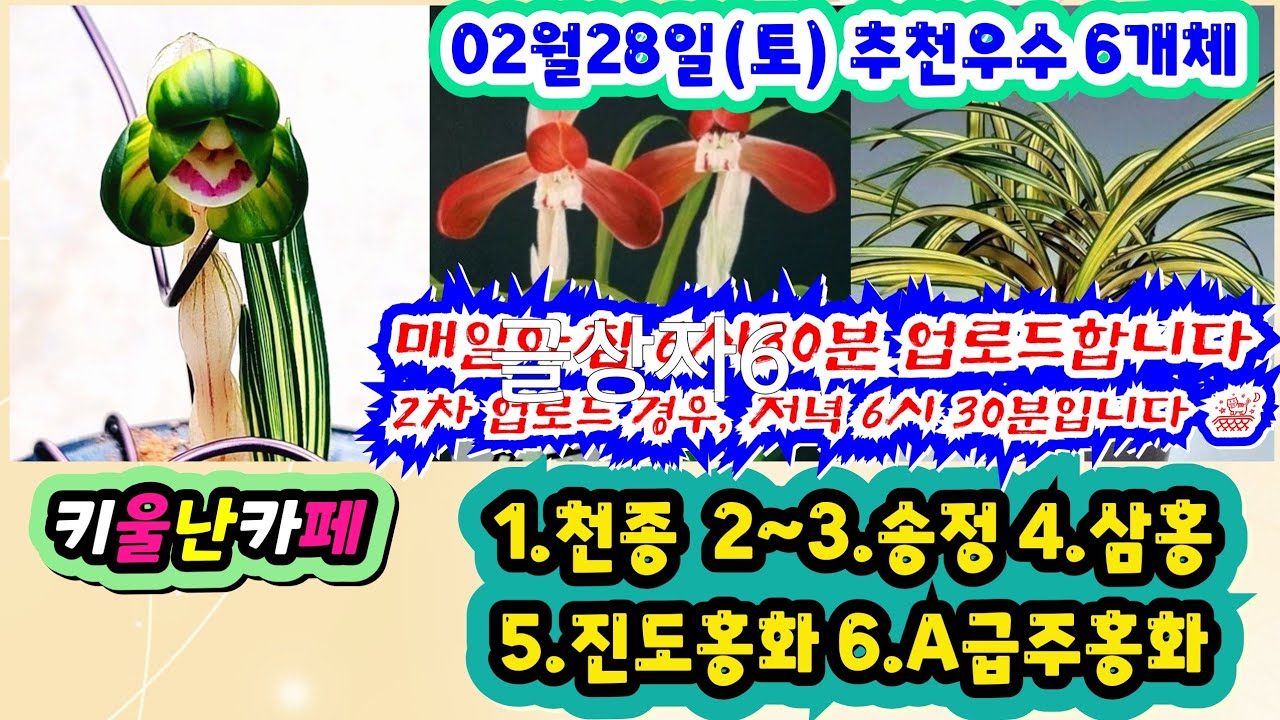 02/28(토) 추천우수 6개체 [1.천종 2~3.송정 4.삼홍 5.진도홍화 6.A급주홍화] #orchid #키울난카페 