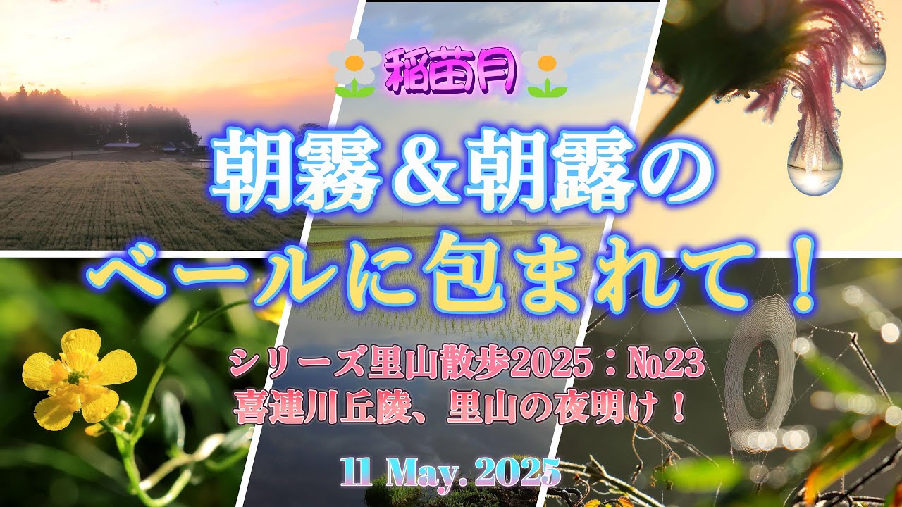 喜連川丘陵の早朝の里山散歩2025№23