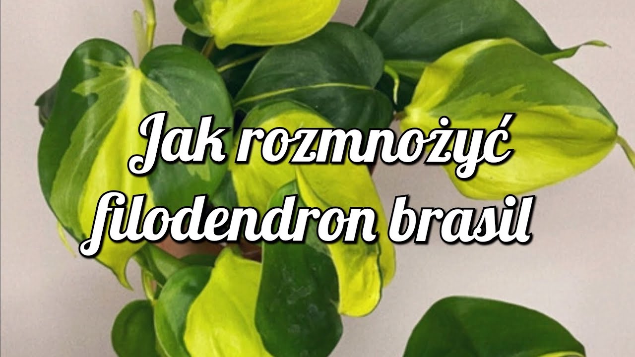 jak rozmnożyć filodendron brasil