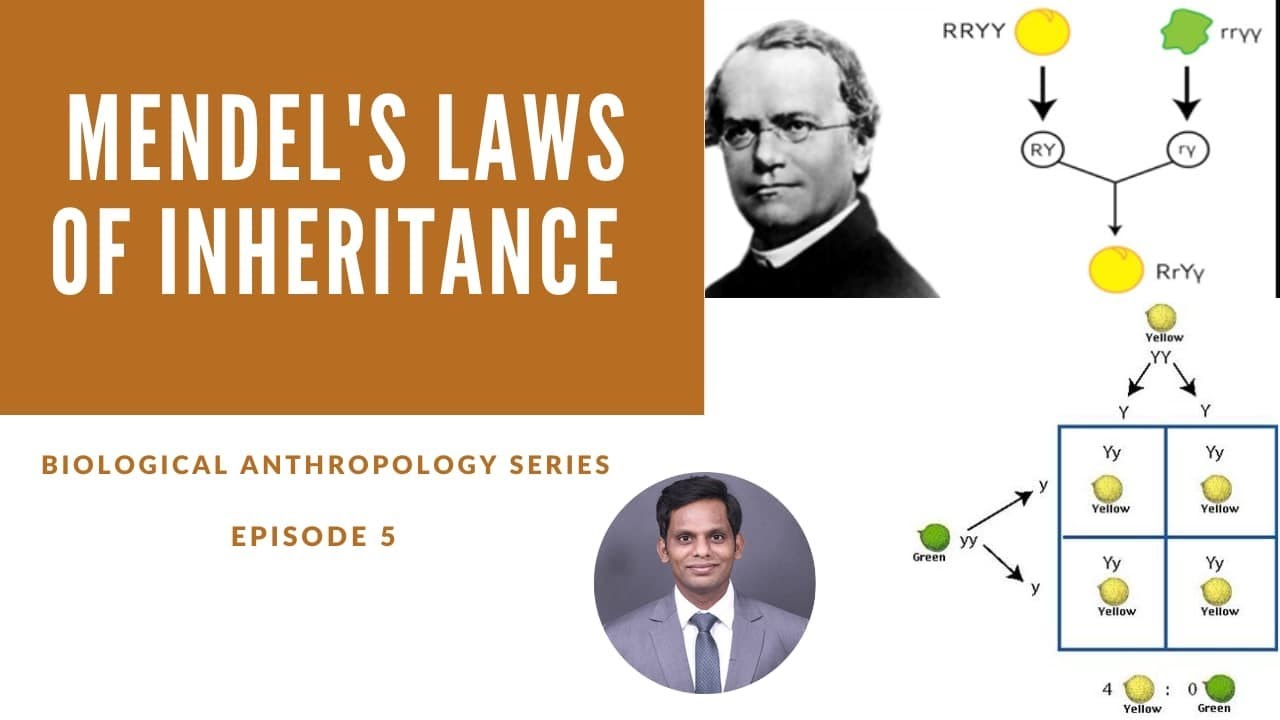 Mendel's laws of Inheritance - Biological Anthropology