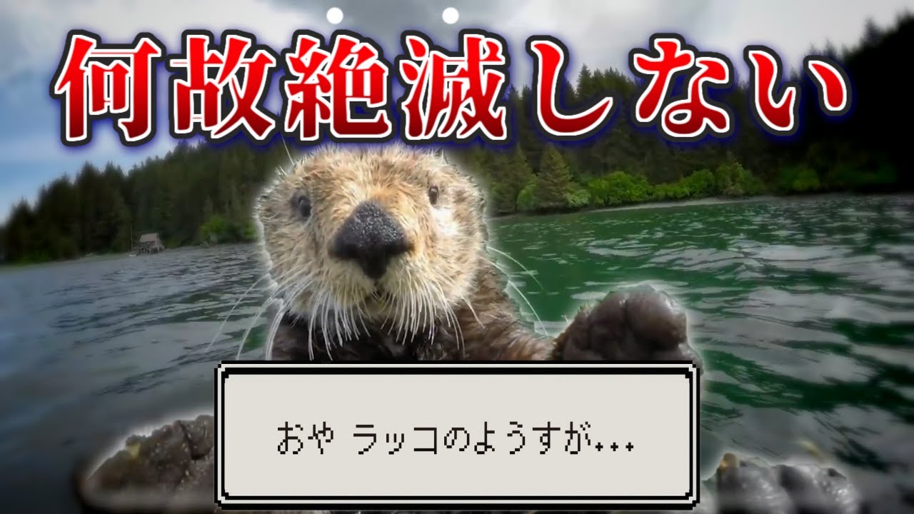 【ラッコ】可愛いだけの海のマスコット、なぜか絶滅していない