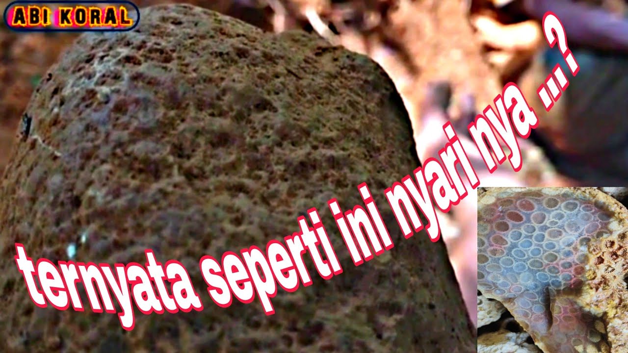 Penuh perjuangan mencari batu teratai dilokasi ini