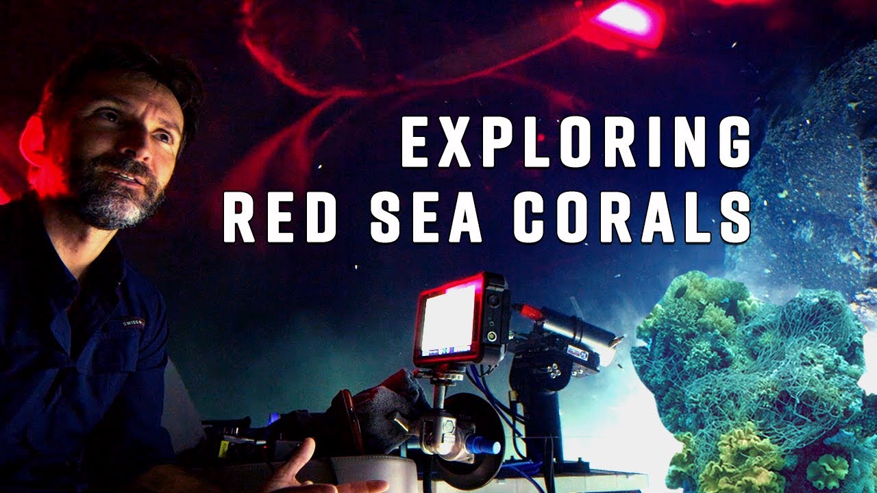How A Scientist Explains The Coral Crisis To His Kid