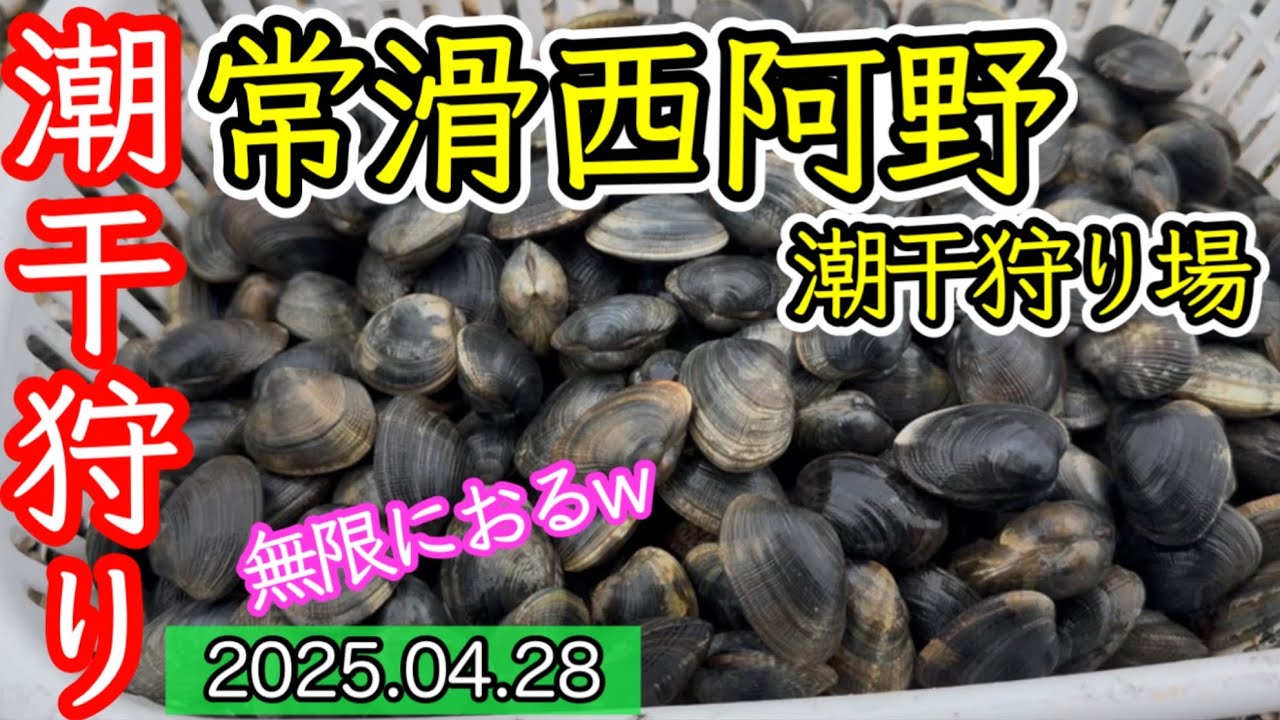 【潮干狩り】爆湧き、無限におるw西阿野潮干狩り場/愛知常滑