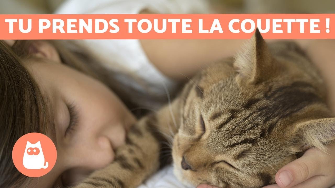 Dormir avec son chat, une bonne idée ? - Bienfaits et significations