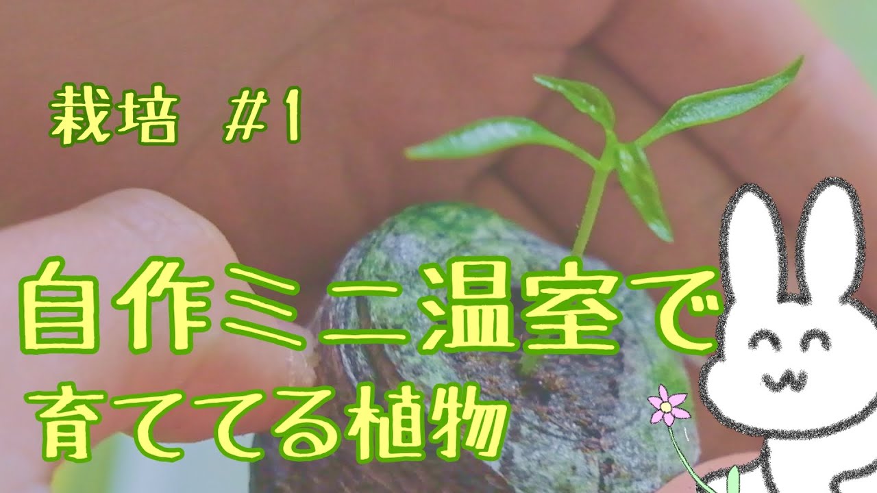 【栽培 #1】百均のカゴでミニ温室作ってタイの野菜とか育ててみる【プリッキーヌー / マクアポ 】