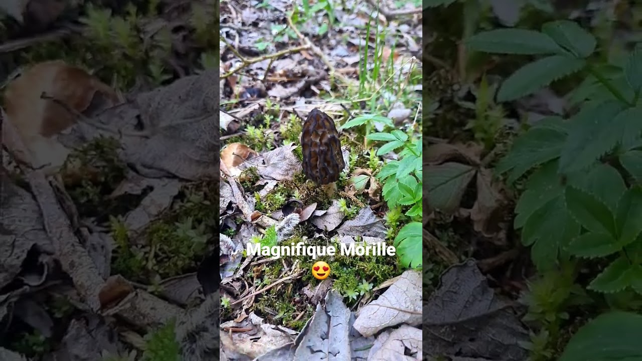 Morille Conique #morilles #morilleconique #morchella #morille #morilles2023