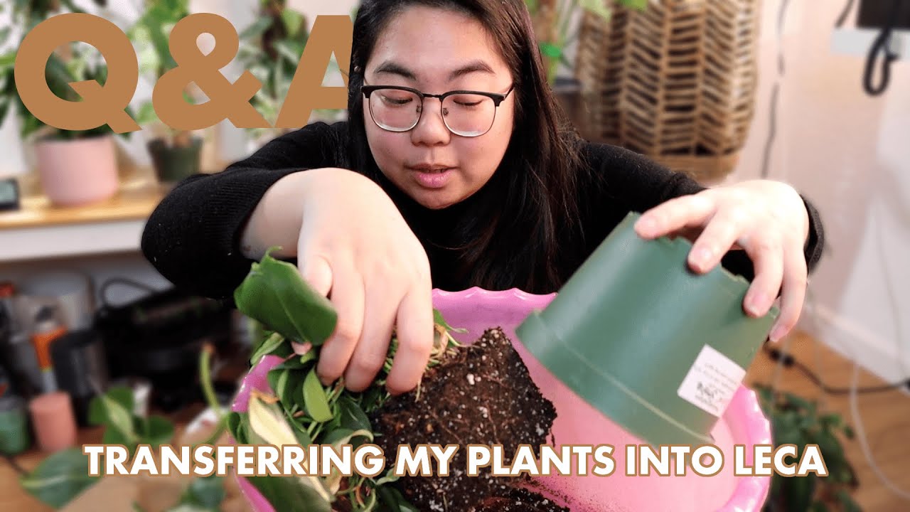 Transferring my plants into LECA! | Q&A: plant maintenance schedule, Hoyas, where I've been, etc!