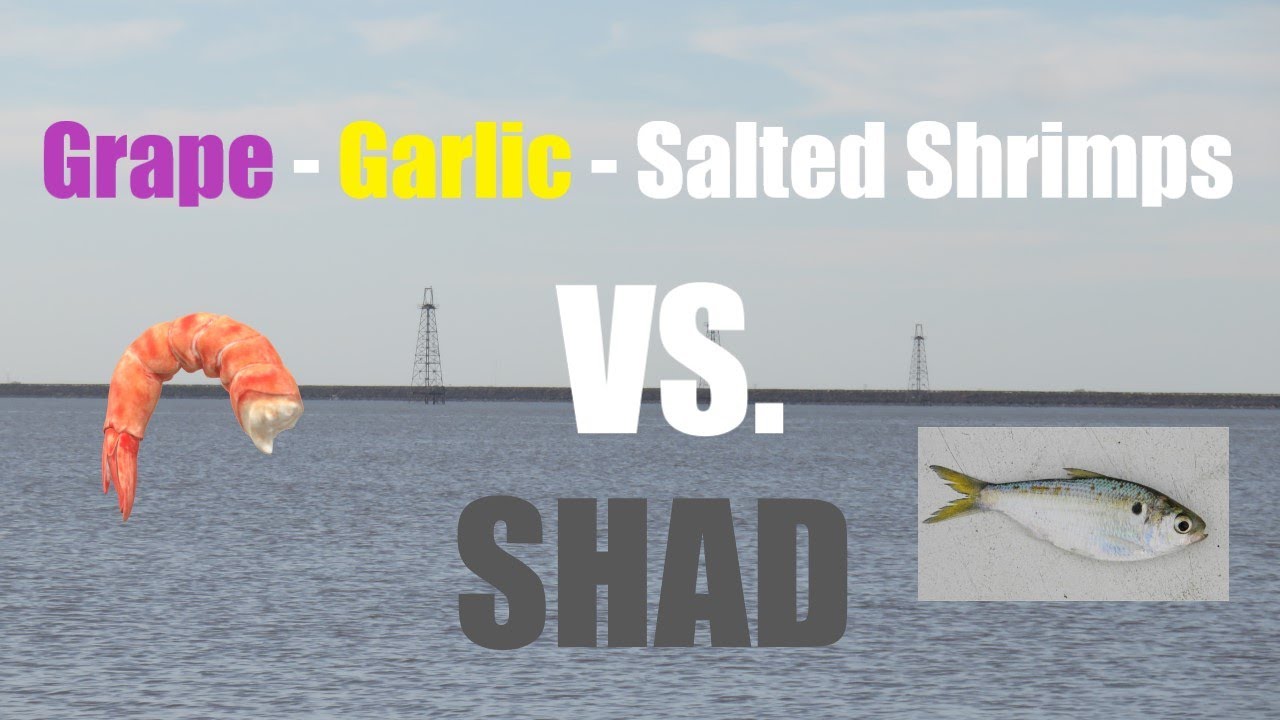Salted Shrimp VS Shad for Catfish