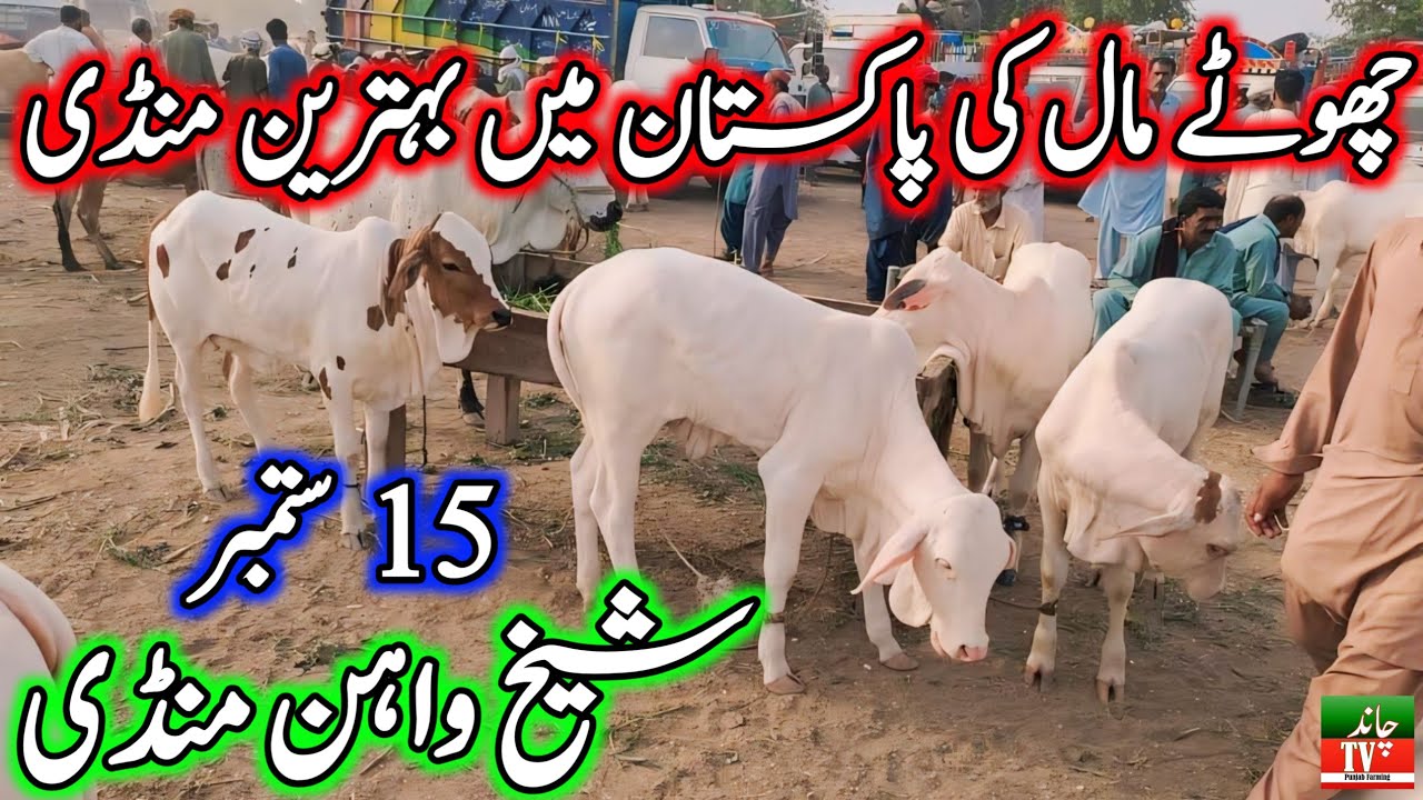 Sheikhwan Mandi Zero Size Cholistani Gulabi Nukre Brahman Bachre Update| Sheikh Wahan Cow Mandi 2024