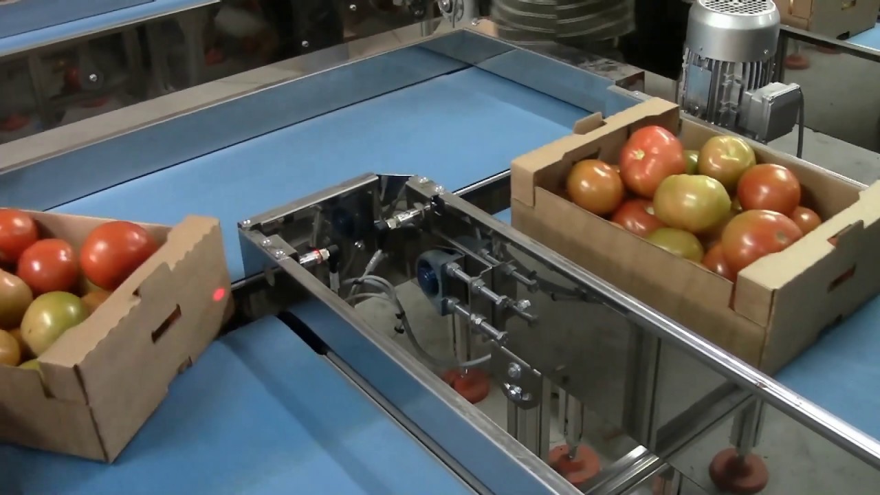 Food Automation Presents 4 Lane Elisam Optical Tomato Grading Line