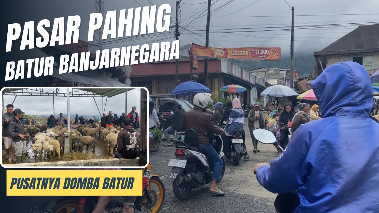 PUSAT DOMBA BATUR ADA DI PASAR INI 🐑‼️‼️