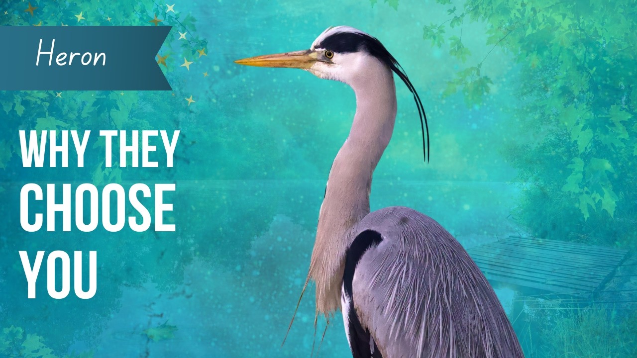 Seeing Heron's Often? This Animal Spirit Is Guiding You.