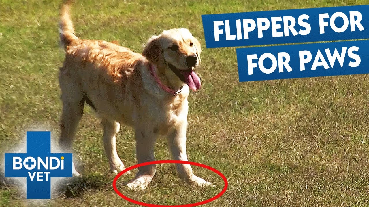 Deformed Legs Causes Puppy Extreme Pain | Bondi Vet