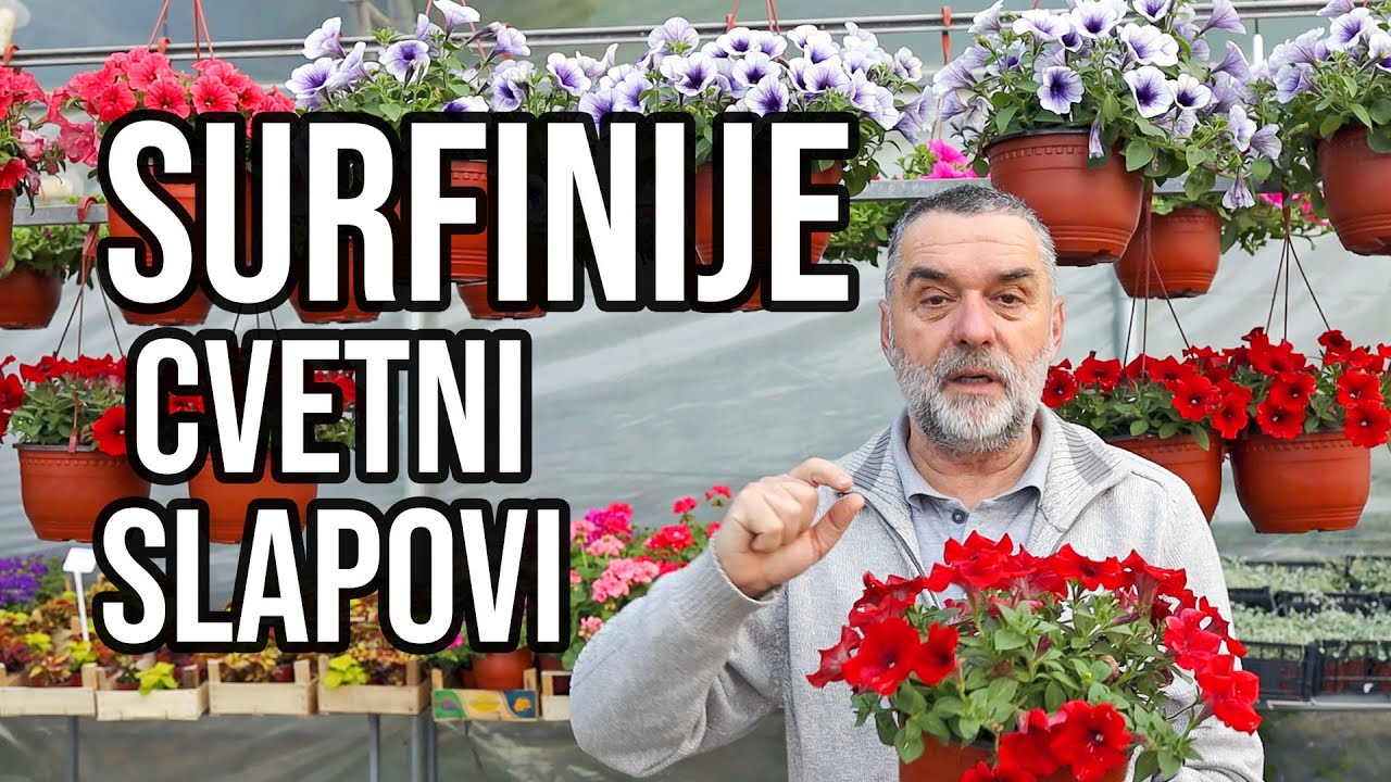 Surfinije - cvetni slapovi