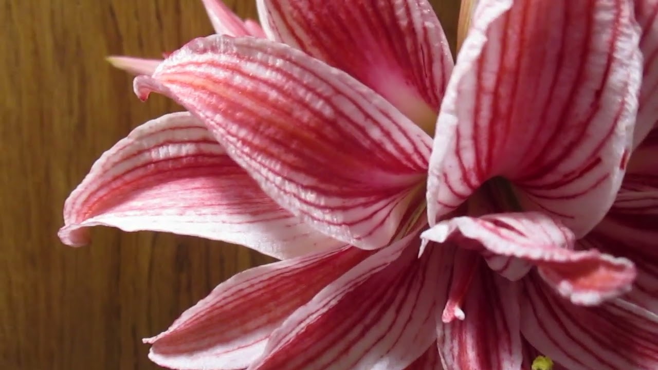 Двойной амариллис в полном цвету. Гибридный гиппеаструм (Hippeastrum Hybridum) на сайте www.amary...