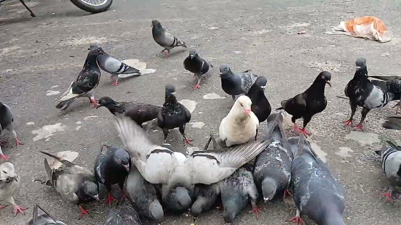 ALIMENTANDO OS POMBOS 