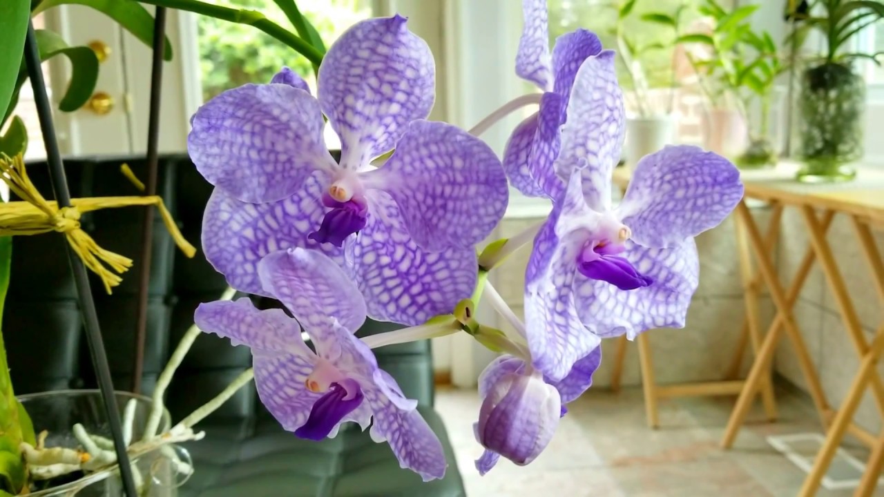 Burned root tips on orchids and how to prevent it.  Strong new growth this year.