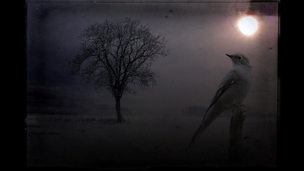 Maria Daines ~ Moonlit Lullaby