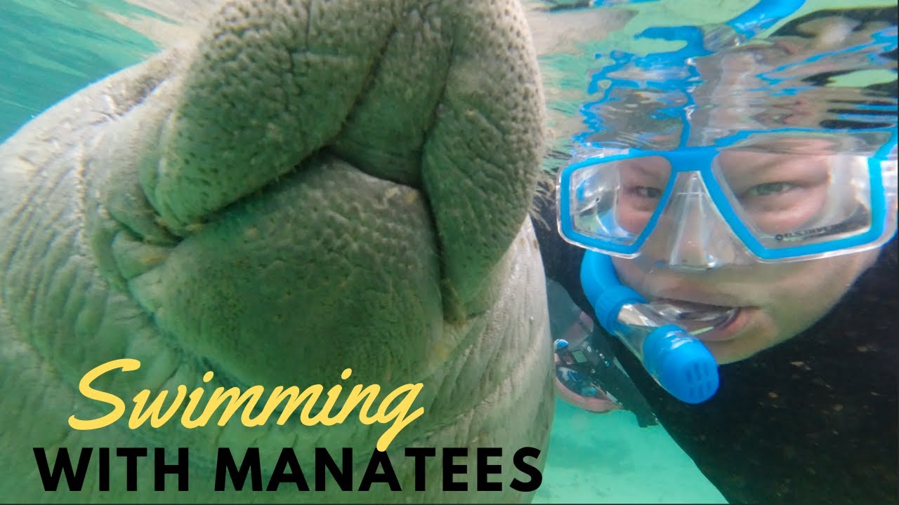 Swimming with Florida Manatees |  Three Sisters Springs Florida