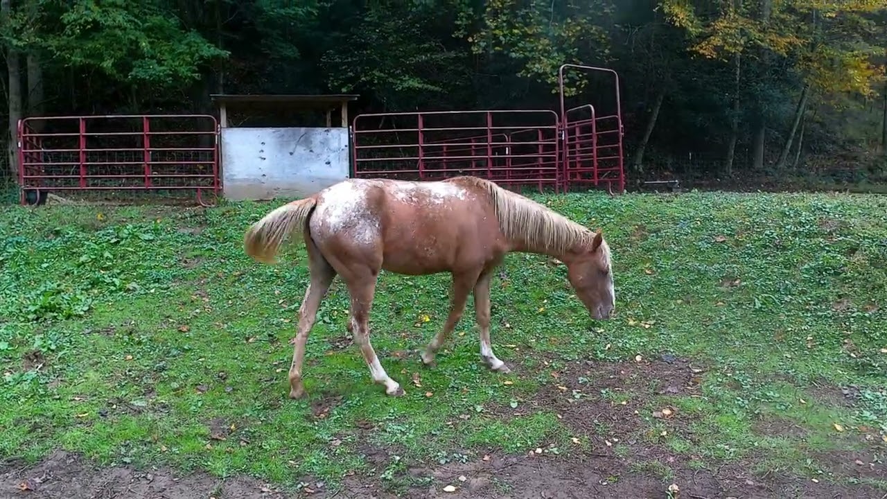 Pumpkin's Gaining Weight!